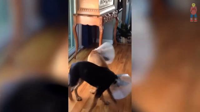 ВЕСЕЛЫЕ ЖИВОТНЫЕ, смешные животные, приколы с котами, приколы, приколы 2020, животные, кошки №34 смотреть онлайн