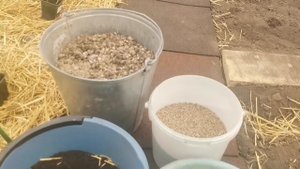 Вы ещё не добавляете Это в лунку при посадке Рассады в теплицу? Помидорный Комбикорм Секрет раскрыт