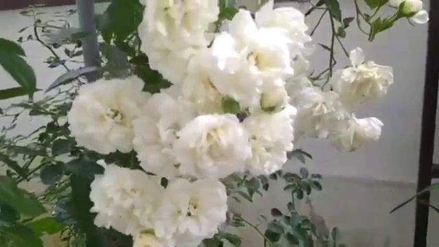climbing rose //Rose collections //valli rose #rosegarden #rose #homegarden #gardening