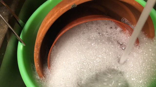 Пересадка крупных каттлей смотреть онлайн