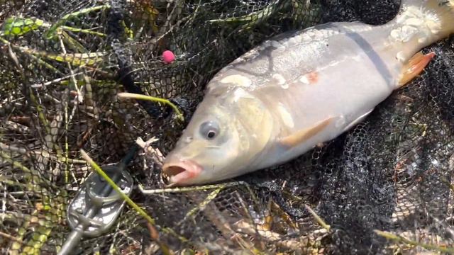 РИБАЛКА НА ФЛЕТ ПІКЕР смотреть онлайн