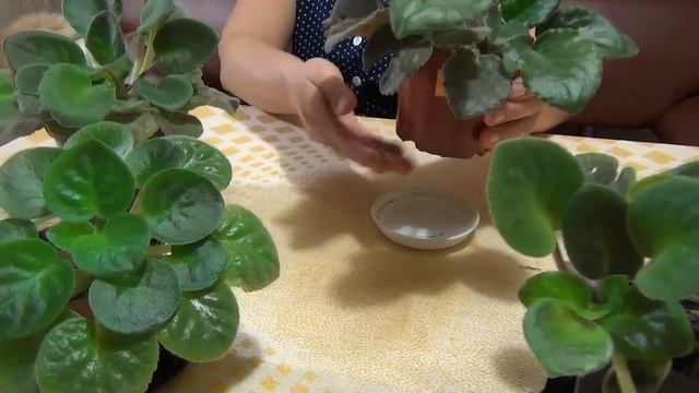 Фиалка. Советы начинающим. смотреть онлайн