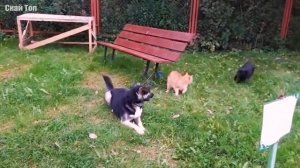 КОШКИ ПРОТИВ СОБАК! Когда коты почувствовали силу...