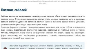 Пушистый бизнес  Советы и рекомендации по разведению соболя