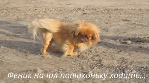 Пекинес Феник