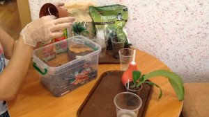Пересадка детки стрептокарпуса на фитиль