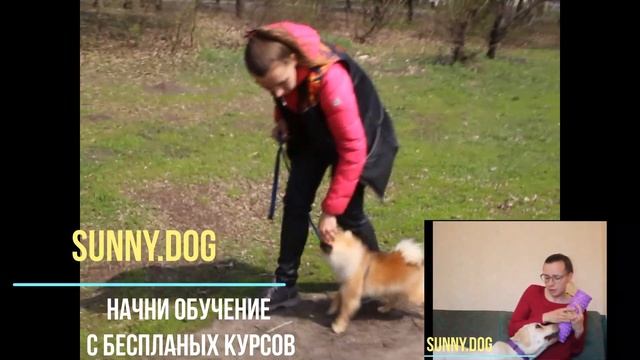 две собаки дома как подружить? как выстроить отношения? правила жизни с двумя собаками смотреть онлайн