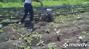 капуста сорт "колобок"