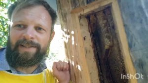 Слёт пчёл из колоды. Внеплановый отбор мёда.