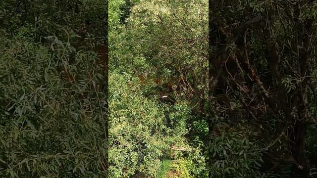 ЗДЕСЬ ХОРОШО - Я ТОЧНО ЗНАЮ.
ЗДЕСЬ СЕРДЦЕ ХОЧЕТ ТИШИНЫ.