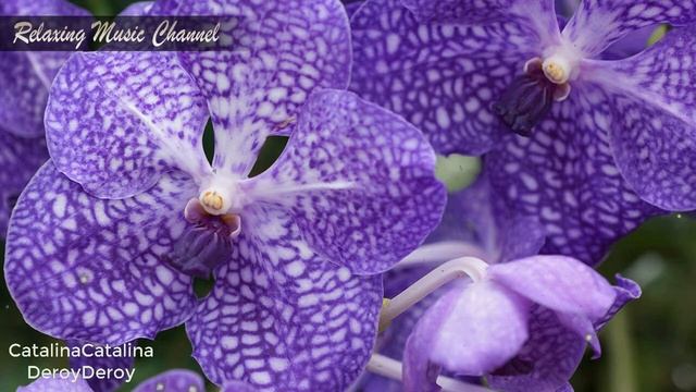 Хорошая Успокаивающая Музыка для Сна:  Музыка для Души, Медитации и Релаксации смотреть онлайн