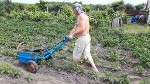 Сбор урожаю колорадского жука