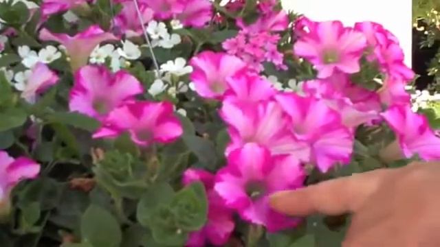 Raspberry Blast смотреть онлайн