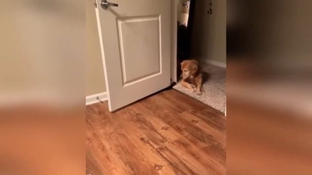 Смешные и забавные животные на видео, приколы с животными №4 смотреть онлайн