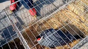 Рынок птиц и животных на б-ре Пушкина в День города зарисовки Кременчуга