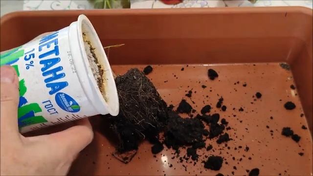 Бегония ФИСТА ?  РАЗМНОЖЕНИЕ и пересадка