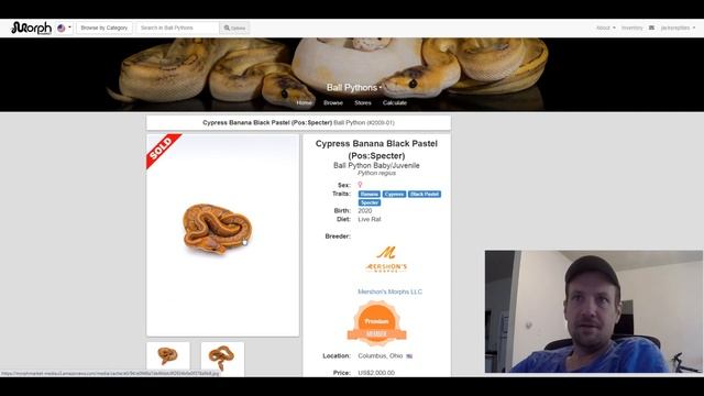 Cypress Ball Python Morph Combos | Jack's Reptiles