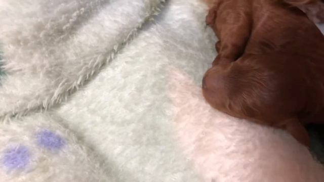 2 день из жизни щенка той пуделя. Япония 🇯🇵. Day 2 in the life of a toy poodle puppy.  Japan 🇯🇵.