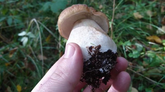 Прогулка за грибами, конец сентября - похолодало, но грибы есть! Необычные Белые грибы. смотреть онлайн