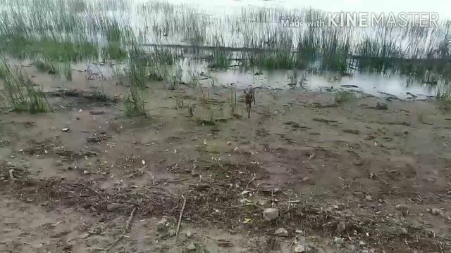 Той русский ,резво играется . смотреть онлайн