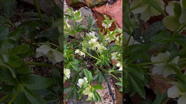 Blooms in Snow: Hellebores (Winter Rose) Is a Winter Winner!