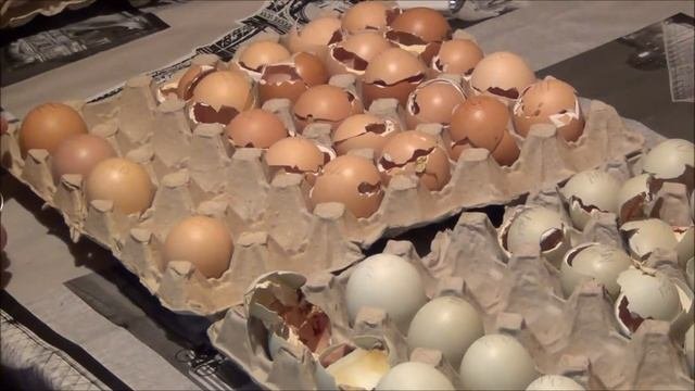 Вылупление цыплят//Арауканы из г.Красноярска