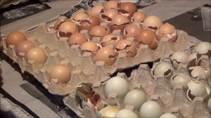 Вылупление цыплят//Арауканы из г.Красноярска