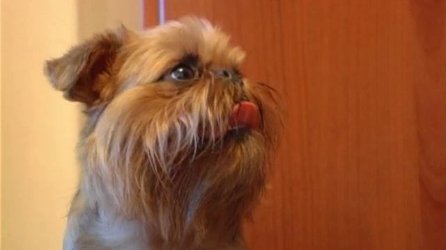 Все О Домашних Животных: Зачем Заводить Собаку? смотреть онлайн