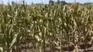Пришли тырить кукурузу