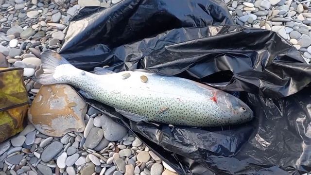 27.01.2022 Архипо-Осиповка. Рыбалка на форель . смотреть онлайн