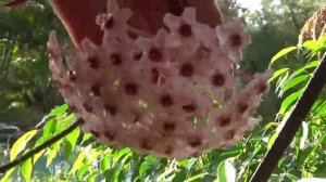 Хойя. Цветение Хой.. H. Macgillivreyi, H. Pubicalyx, H. Arnottiana, H. Deykei Sumatra, H. Obscura..