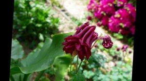 Сказочный цветок эльфов аквилегия фото. Цветы аквилегия на даче