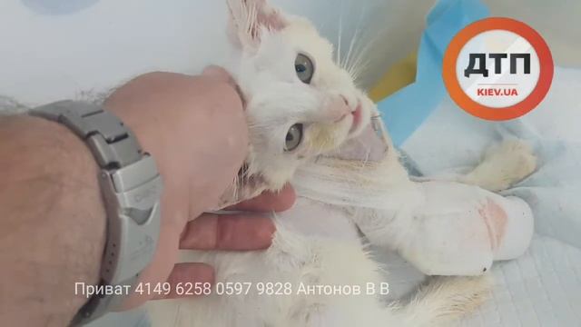 05.08.2017 ФИЛЯ РЫЖИЙ КОТ ЛЕЧИМ ГЛАДИМ 3 смотреть онлайн