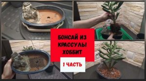 Бонсай из крассулы Хоббит (1 часть).