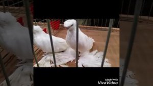 Выстовка Узбекских голубей в Германии в городе Cloppenburg 26.11.17