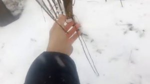 петли на зайца