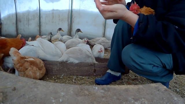 Жизнь после морозов. Козленок. Дою козу первоокотку  Недельный VLOG2 Мое хозяйство