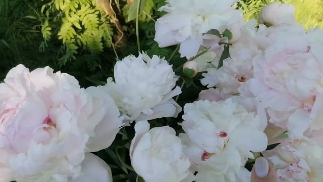Мои белые пионы. Выращивание и уход