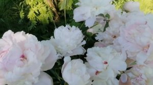 Мои белые пионы. Выращивание и уход