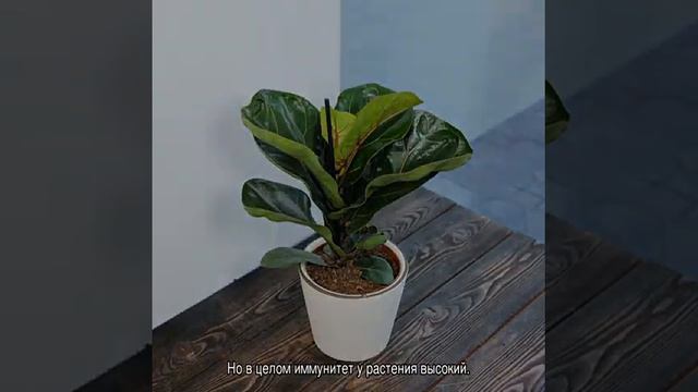 Фикусы — разновидности с мелкими и крупными листьями, пестролистный и карликовый смотреть онлайн