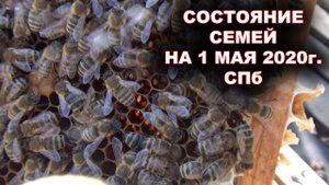 Состояние семей на 1 мая 2020г. г. С-Петербург.