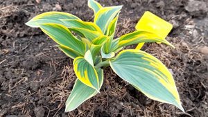 #хоста /Хоста Отэм Фрост ( лат. hosta Autumn Frost) весной