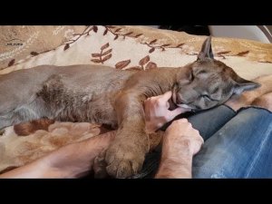 Мама для пумы авторитет!