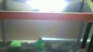 ЗАПУСК АКВАРИУМА НА 25 ЛИТРОВ