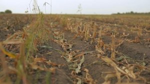 Вертикальная обработка почвы Excelerator 8005 после кукурузы на силос