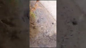Корневая система растений. Туя западная Брабант.