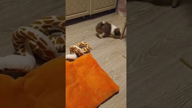 ШИ-ТЦУ девчушка кнопка предлагается на продажу. смотреть онлайн