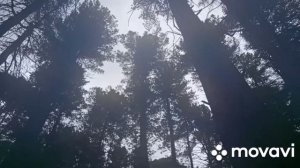 Ветер, собираем шишки в кедраче