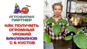 Как получить огромный урожай баклажанов с 6 кустов