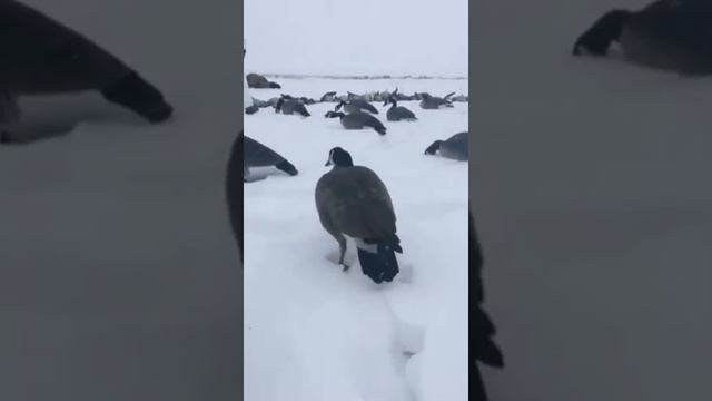 охота на гуся смотреть онлайн